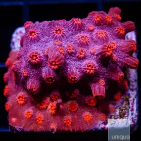 Cyphastrea sp. Unique Corals Branching Cyphastrea- WYSIWYG Frag LPS