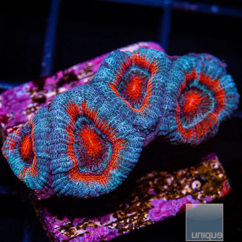 Micromussa lordhowensis sp. Unique Corals Nemesis Acan Lord-