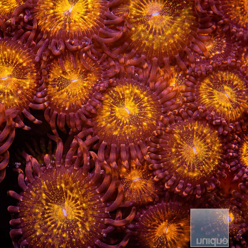 Zoanthus sp. Unique Corals Cinnamon Apple Zoanthid- Stock Frag