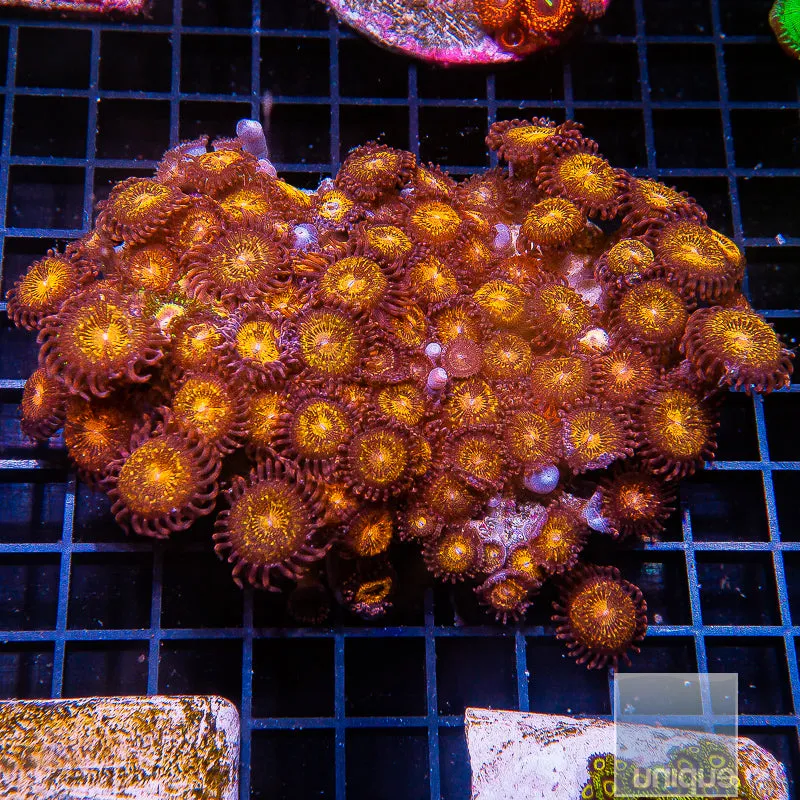 Zoanthus sp. Unique Corals Cinnamon Apple Zoanthid- Stock Frag