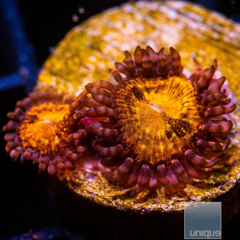 Zoanthus sp. Unique Corals Cinnamon Apple Zoanthid- Stock Frag