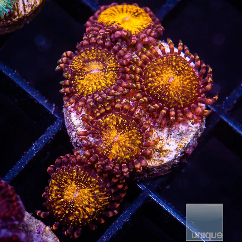 Zoanthus sp. Unique Corals Cinnamon Apple Zoanthid- Stock Frag