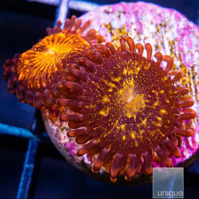 Zoanthus sp. Unique Corals Cinnamon Apple Zoanthid- Stock Frag